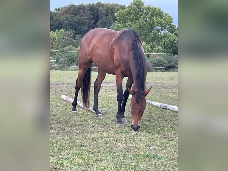 Duits rijpaard Merrie 7 Jaar 157 cm Bruin in Rerik