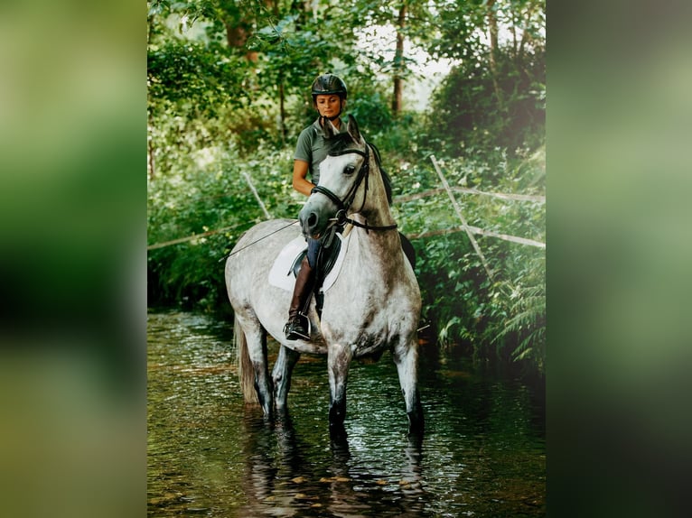 Duits rijpaard Merrie 7 Jaar 158 cm Schimmel in Marktredwitz