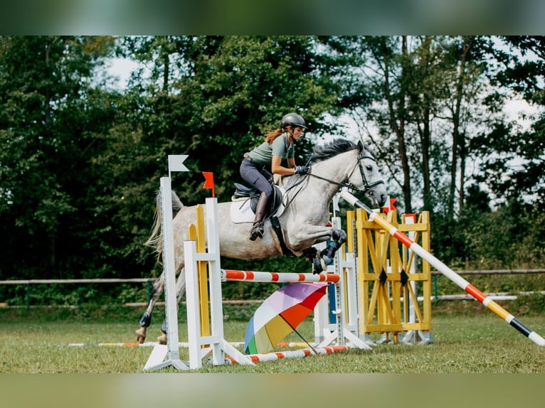 Duits rijpaard Merrie 7 Jaar 158 cm Schimmel in Marktredwitz