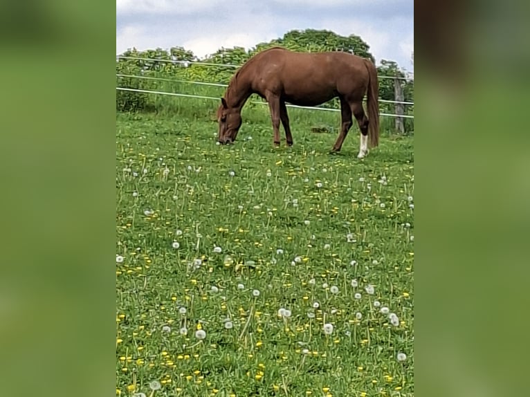 Duits rijpaard Merrie 7 Jaar 158 cm Vos in Nümbrecht