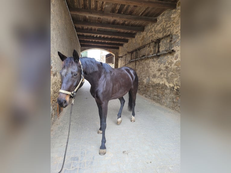 Duits rijpaard Merrie 7 Jaar 160 cm Zwartbruin in Bautzen