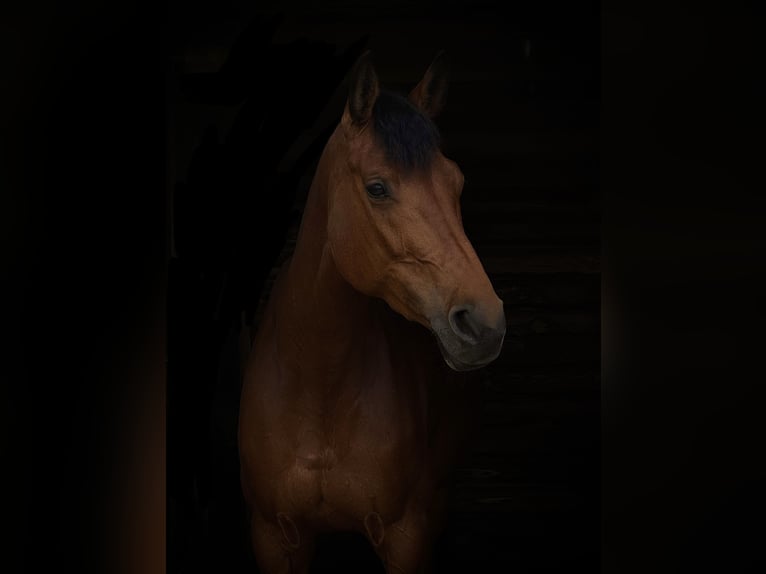 Duits rijpaard Merrie 7 Jaar 163 cm in Hamminkeln