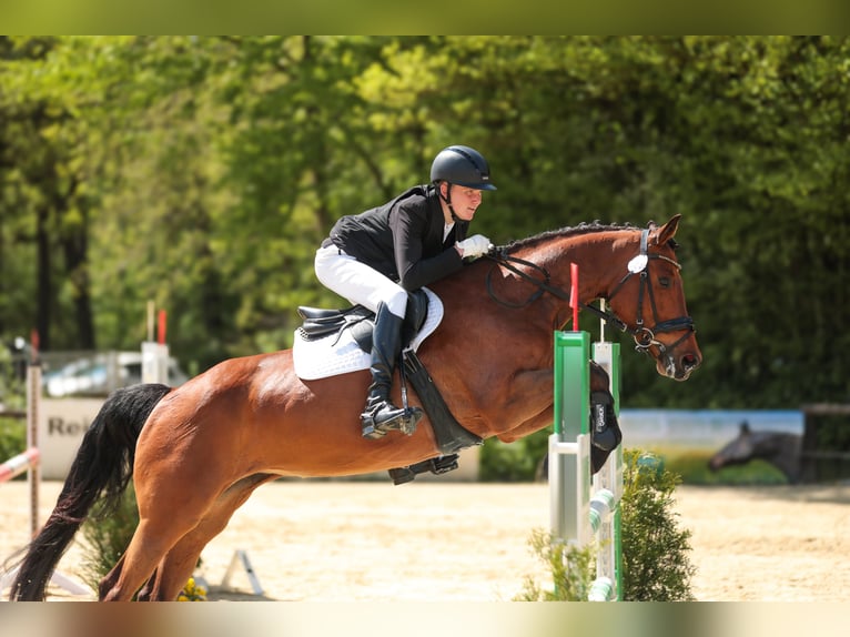 Duits rijpaard Merrie 7 Jaar 163 cm in Hamminkeln