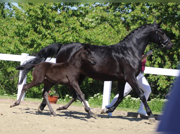 Duits rijpaard Merrie 7 Jaar 163 cm Zwartbruin in Markvippach