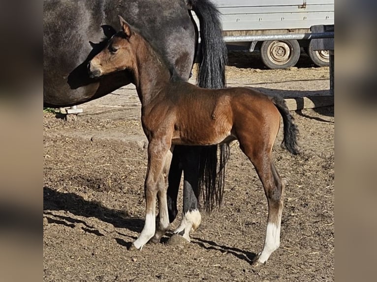 Duits rijpaard Merrie 7 Jaar 163 cm Zwartbruin in Markvippach