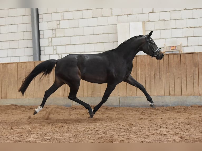 Duits rijpaard Merrie 7 Jaar 163 cm Zwartbruin in Markvippach