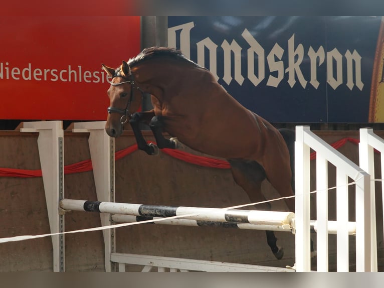 Duits rijpaard Merrie 7 Jaar 164 cm Brauner in Reichenbach