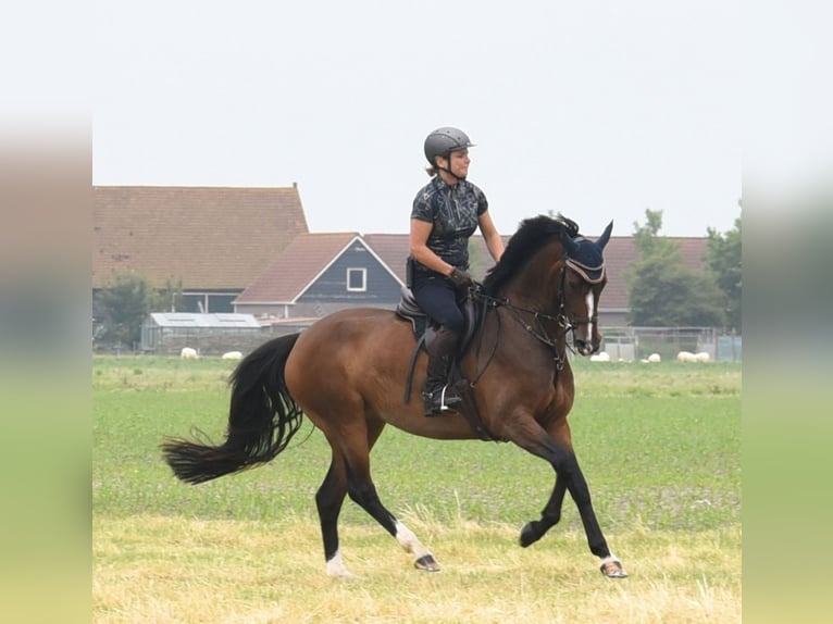 Duits rijpaard Merrie 7 Jaar 165 cm Bruin in Neustadt (Wied)