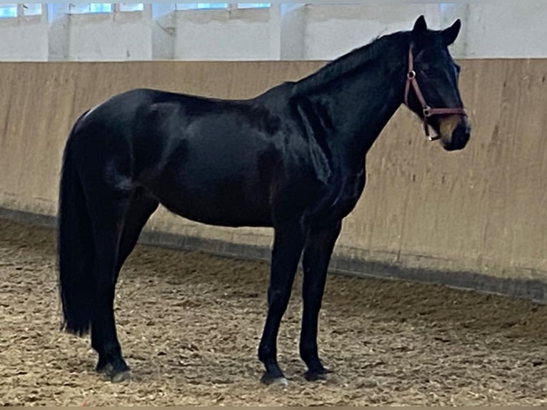 Duits rijpaard Merrie 7 Jaar 167 cm Zwartbruin in Storkow