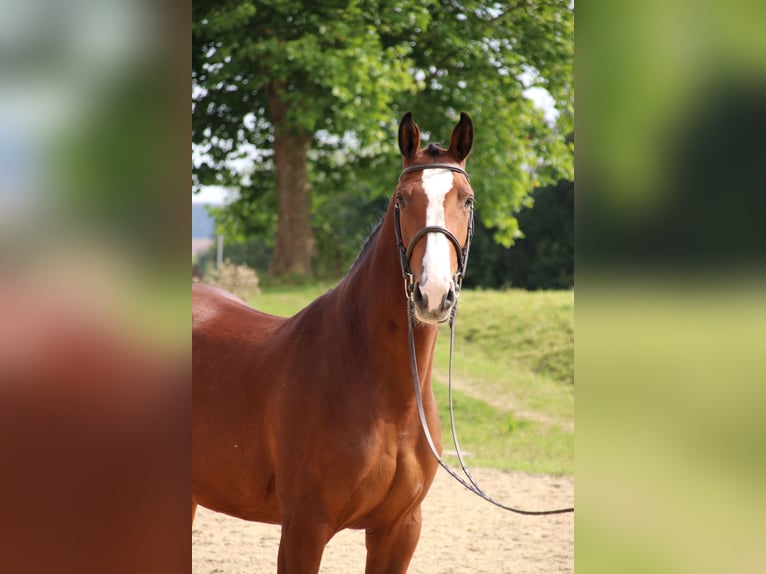 Duits rijpaard Merrie 7 Jaar 169 cm Bruin in Neuenrade