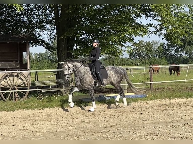 Duits rijpaard Merrie 7 Jaar 169 cm Zwartschimmel in Bocholt