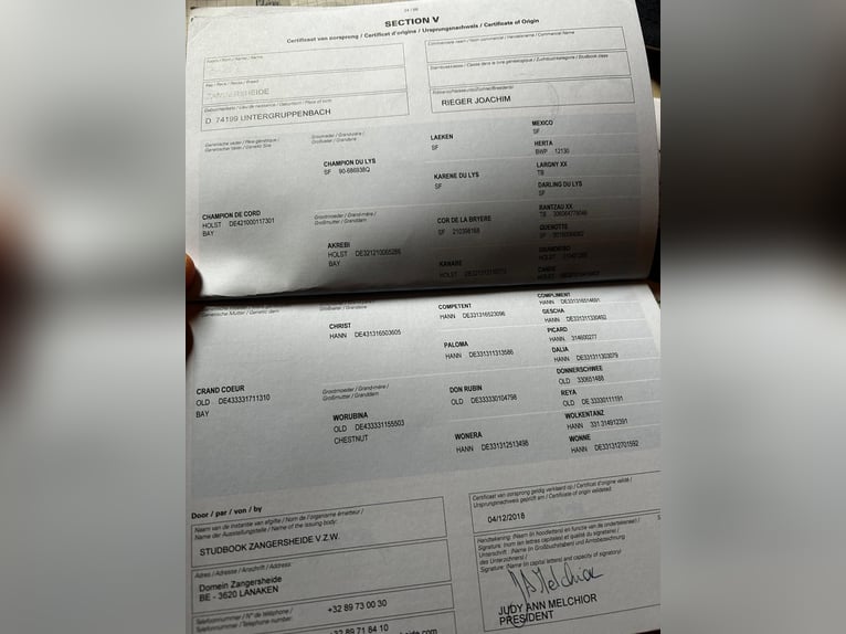 Duits rijpaard Merrie 7 Jaar 170 cm in Untergruppenbach