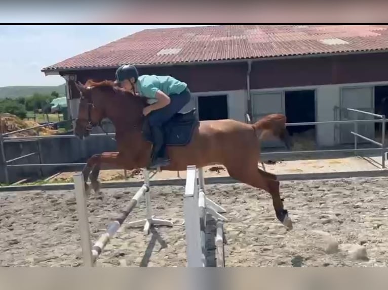 Duits rijpaard Merrie 7 Jaar 170 cm in Untergruppenbach