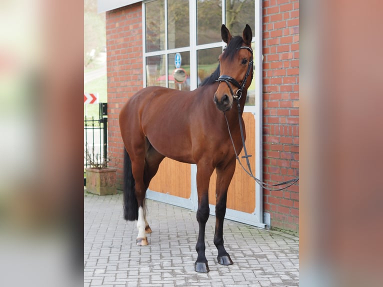 Duits rijpaard Merrie 7 Jaar 172 cm Bruin in Nottuln