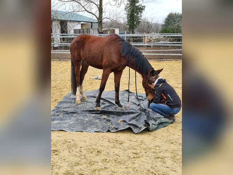 Duits rijpaard Merrie 7 Jaar 172 cm Bruin in Nottuln