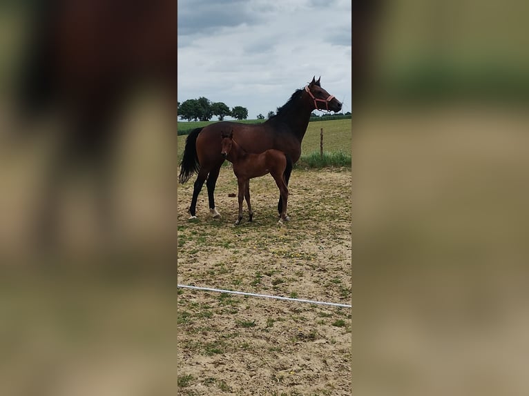 Duits rijpaard Merrie 7 Jaar 176 cm Bruin in Ense