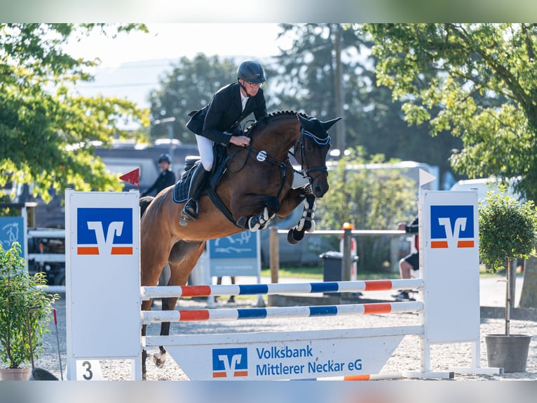 Duits rijpaard Merrie 7 Jaar 178 cm Bruin in Böblingen