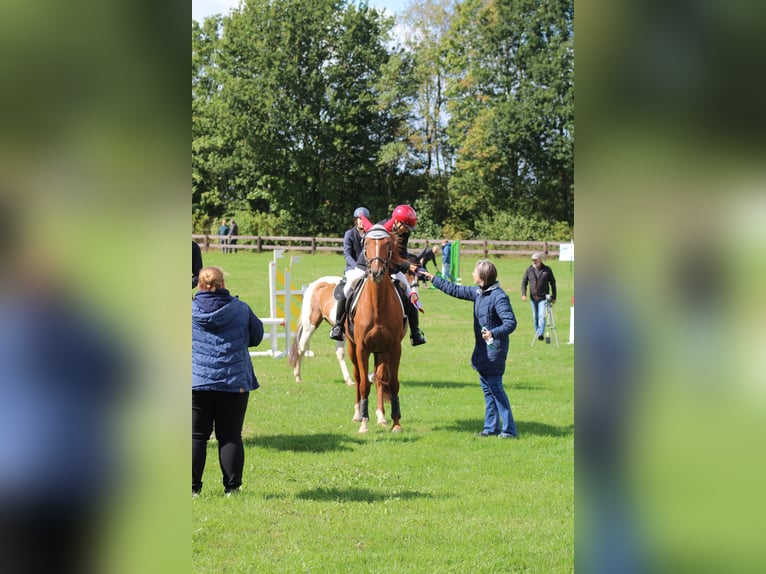 Duits rijpaard Merrie 8 Jaar 157 cm Vos in Großharrie
