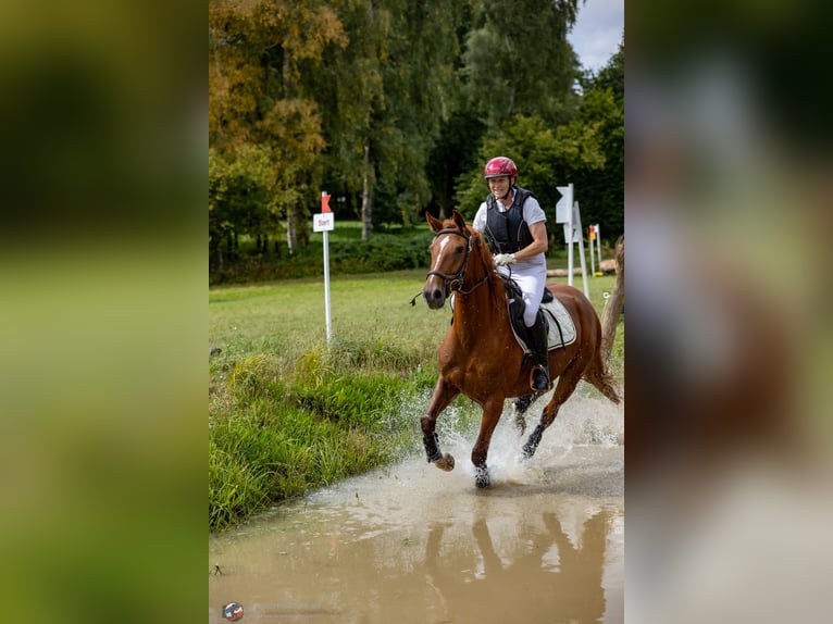 Duits rijpaard Merrie 8 Jaar 157 cm Vos in Großharrie