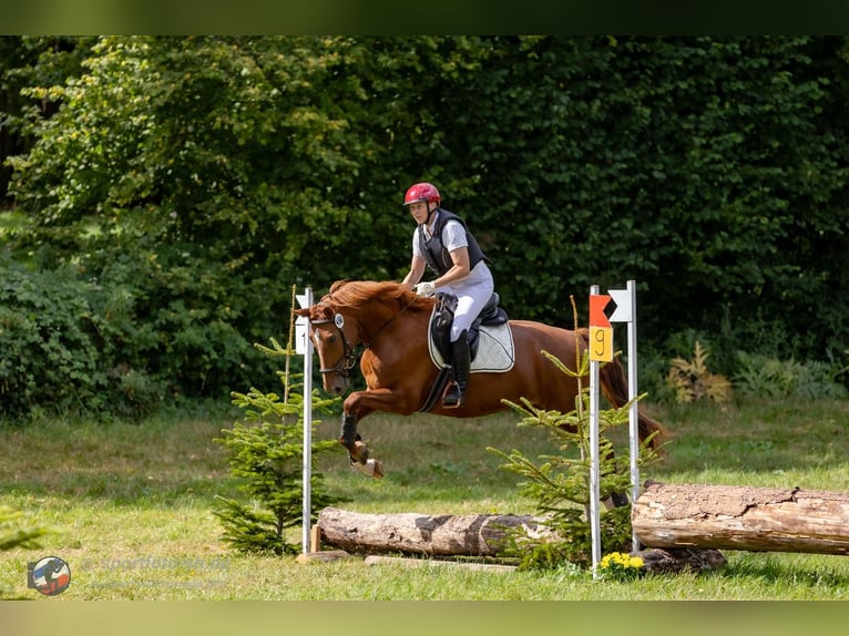 Duits rijpaard Merrie 8 Jaar 157 cm Vos in Großharrie