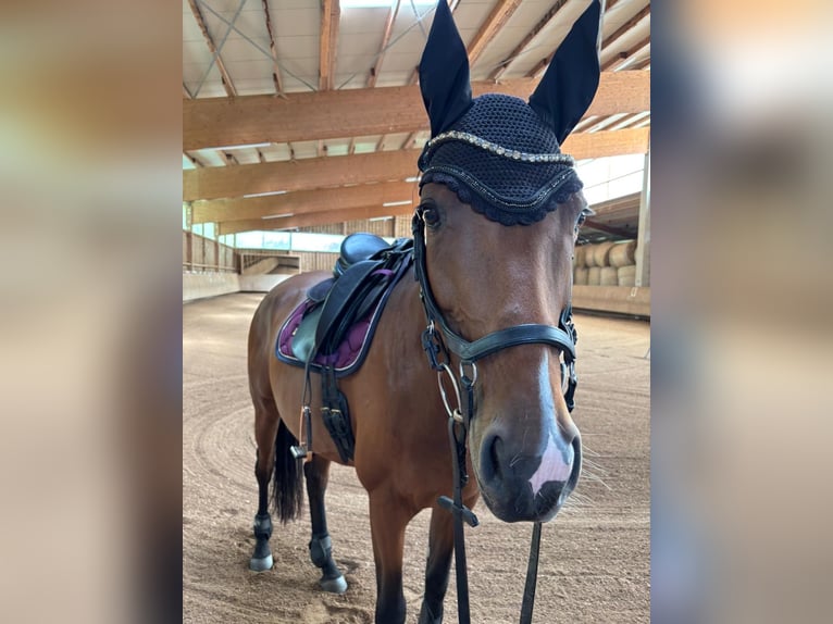 Duits rijpaard Merrie 8 Jaar 165 cm Bruin in Eberhardzell