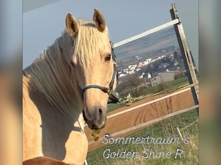 Duits rijpaard Merrie 8 Jaar 165 cm Palomino in Heistenbach