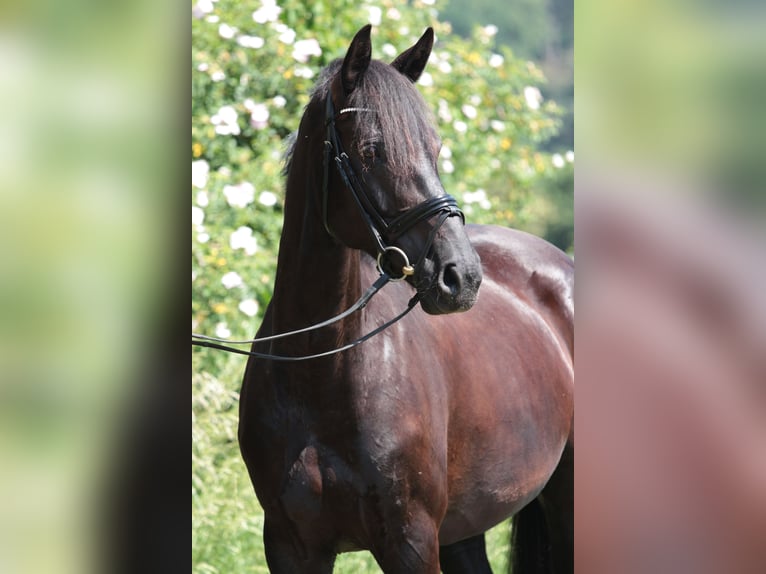 Duits rijpaard Merrie 8 Jaar 165 cm Zwartbruin in BensheimBensheim