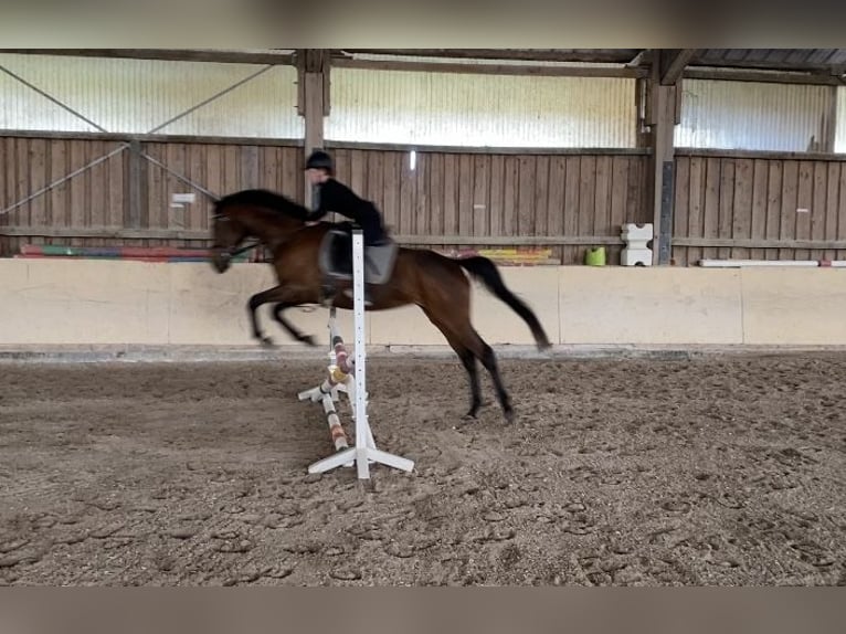 Duits rijpaard Merrie 8 Jaar 167 cm Bruin in Würzburg