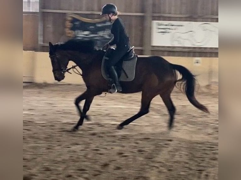 Duits rijpaard Merrie 8 Jaar 167 cm Bruin in Würzburg