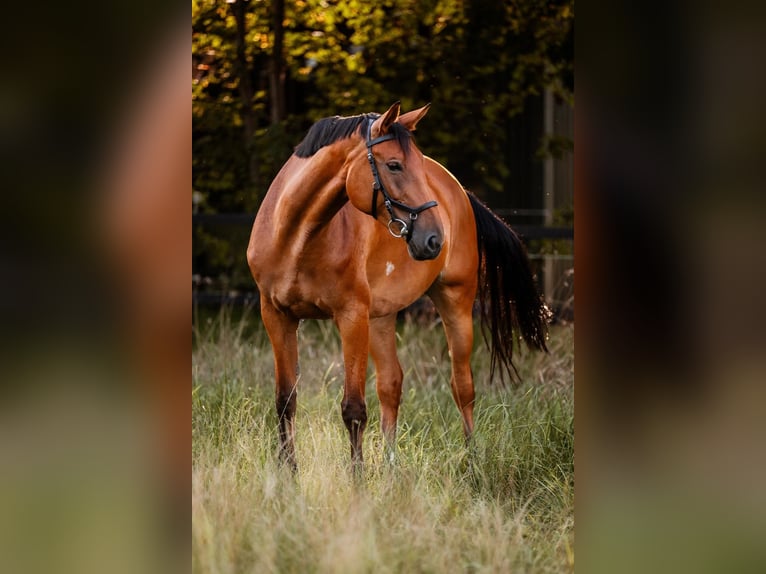 Duits rijpaard Merrie 8 Jaar 168 cm Bruin in Düsseldorf