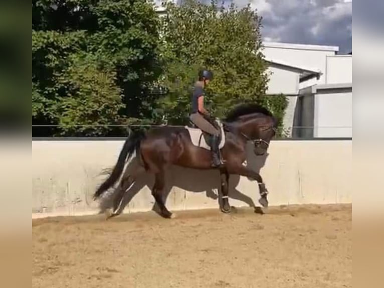 Duits rijpaard Merrie 8 Jaar 173 cm Donkerbruin in Bayern - Zusmarshausen