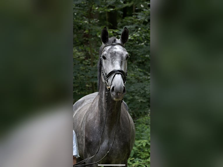Duits rijpaard Merrie 8 Jaar 174 cm Schimmel in Rosengarten