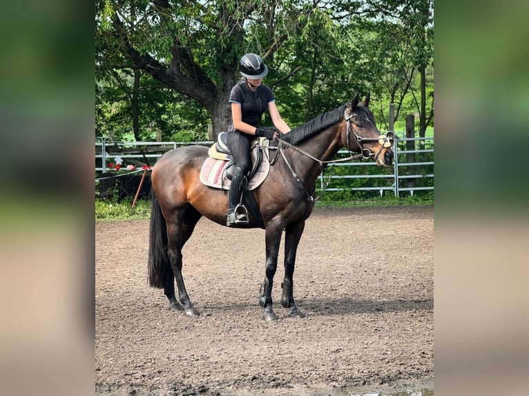 Duits rijpaard Merrie 9 Jaar 160 cm Bruin in Winnigstedt