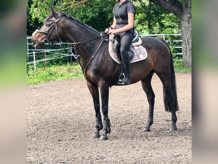 Duits rijpaard Merrie 9 Jaar 160 cm Bruin in Winnigstedt