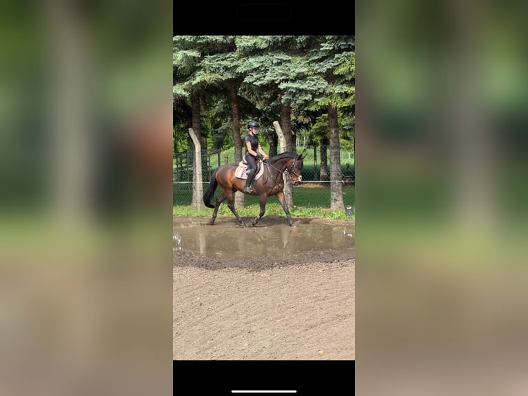 Duits rijpaard Merrie 9 Jaar 160 cm Bruin in Winnigstedt