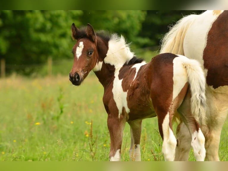 Duits rijpaard Merrie 9 Jaar 164 cm Gevlekt-paard in Freiburg im Breisgau