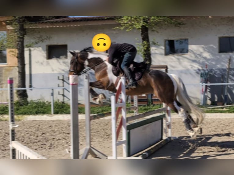 Duits rijpaard Merrie 9 Jaar 164 cm Gevlekt-paard in Freiburg im Breisgau
