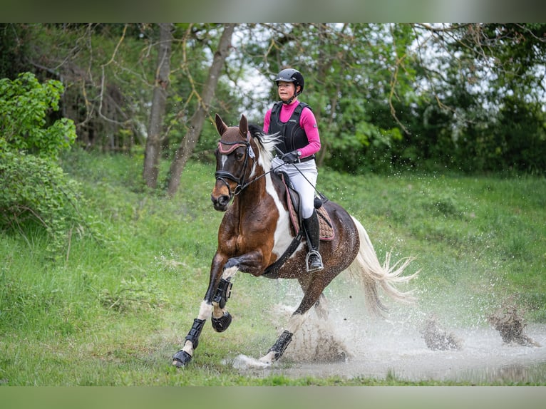Duits rijpaard Merrie 9 Jaar 164 cm Gevlekt-paard in Freiburg im Breisgau