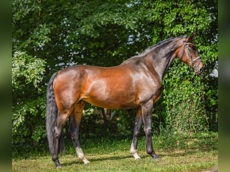 Duits rijpaard Merrie 9 Jaar 165 cm Bruin in Ochtrup