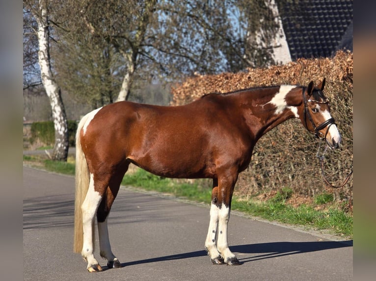 Duits rijpaard Merrie 9 Jaar 165 cm Gevlekt-paard in Someren