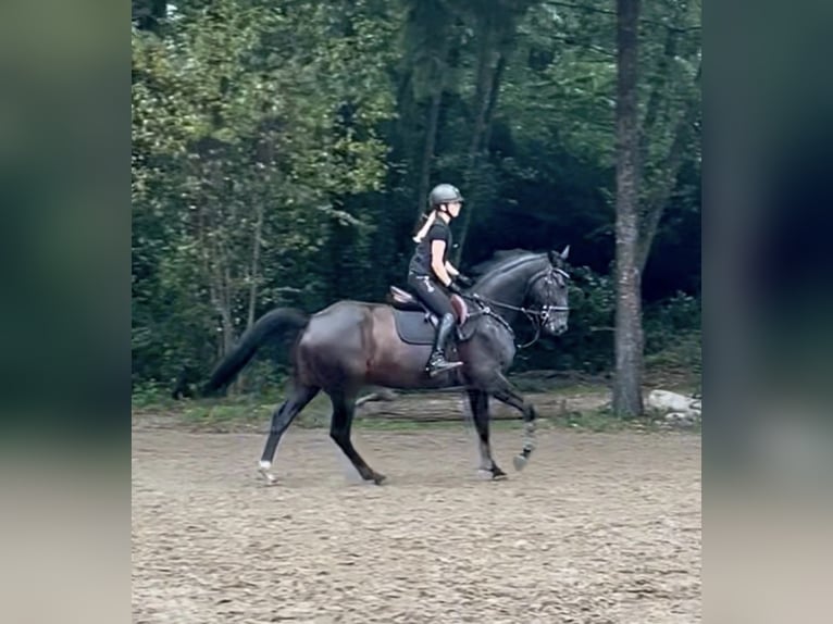 Duits rijpaard Merrie 9 Jaar 165 cm Zwartbruin in Gütersloh