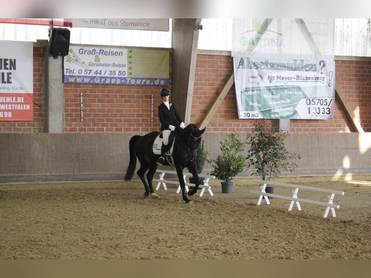 Duits rijpaard Merrie 9 Jaar 165 cm Zwartbruin in Gütersloh