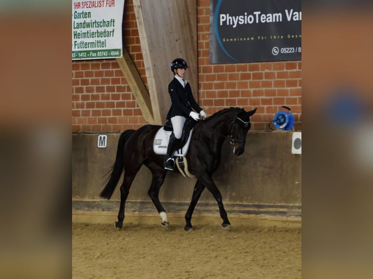 Duits rijpaard Merrie 9 Jaar 165 cm Zwartbruin in Gütersloh