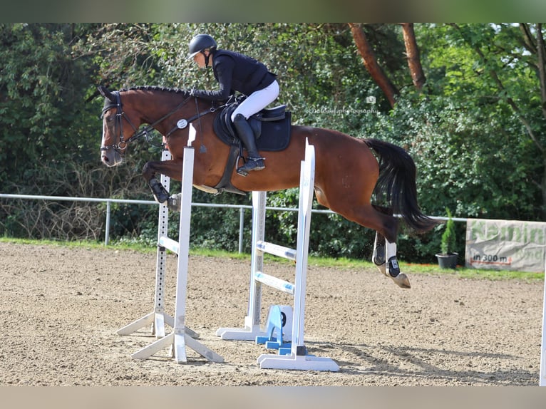 Duits rijpaard Merrie 9 Jaar 168 cm Bruin in Pirmasens