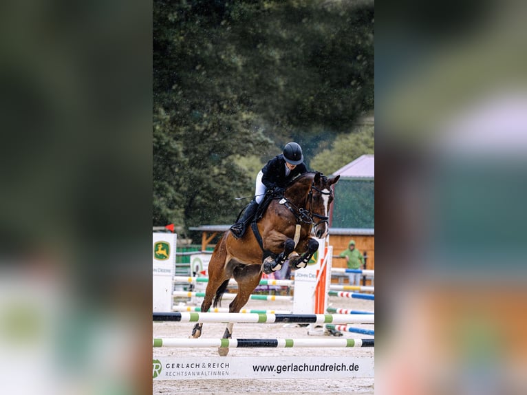 Duits rijpaard Merrie 9 Jaar 168 cm Bruin in Pirmasens