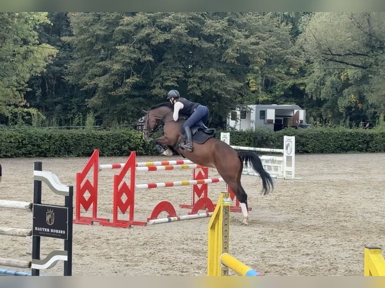 Duits rijpaard Merrie 9 Jaar 168 cm Bruin in Pirmasens