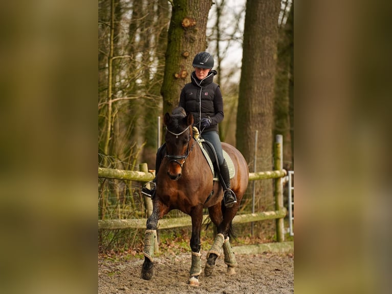 Duits rijpaard Merrie 9 Jaar 169 cm Donkerbruin in Dorsten