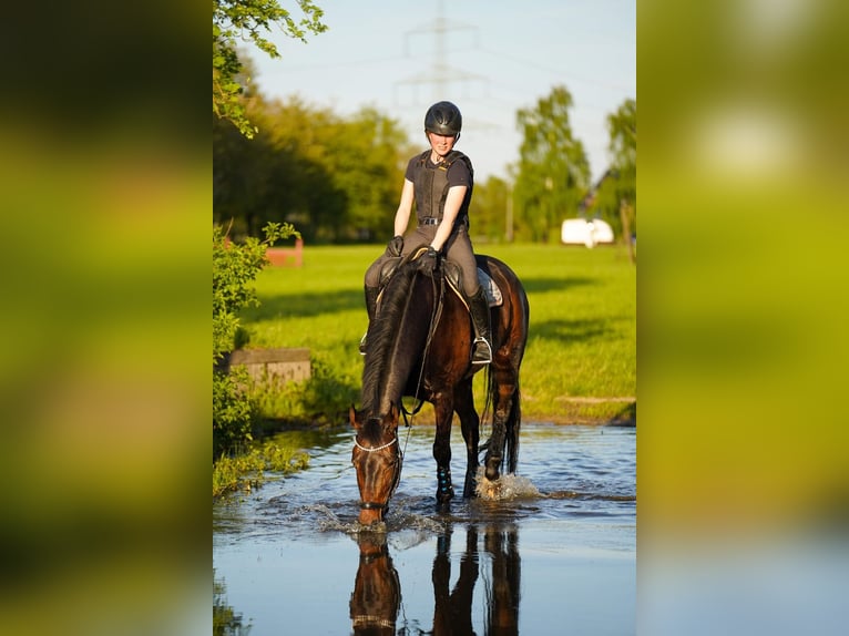 Duits rijpaard Merrie 9 Jaar 169 cm Donkerbruin in Dorsten