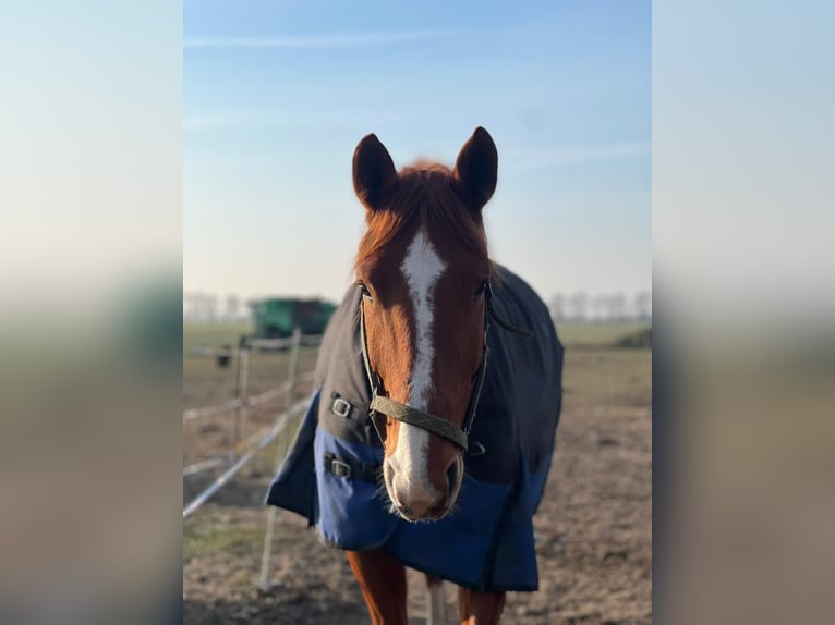 Duits rijpaard Merrie 9 Jaar 172 cm Vos in Lemgow