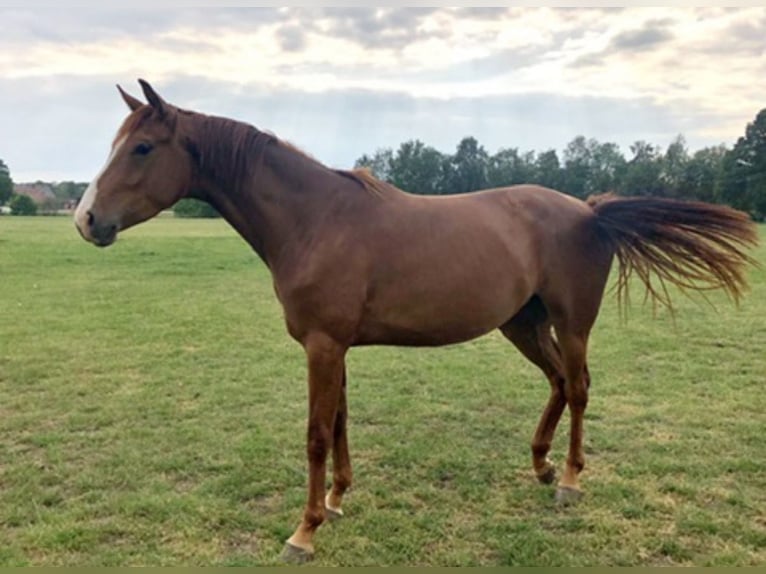 Duits rijpaard Merrie 9 Jaar 175 cm Vos in Westerkappeln